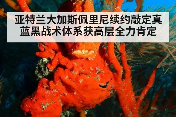 亚特兰大加斯佩里尼续约敲定真蓝黑战术体系获高层全力肯定